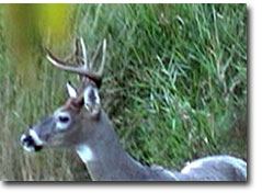 Deer